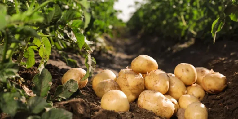 Potatoes for diabetic people?